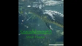 Moat Floata (Official Visualizer)