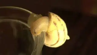 Helix pomatia