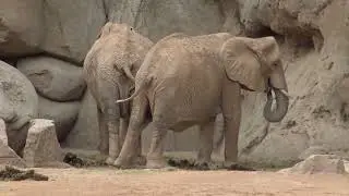 Un Paseo por Bioparc Valencia: La Magia de la Naturaleza Africana