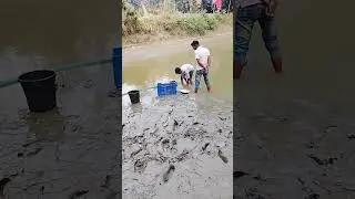 Village Fish Video | Amazing Fishing Video #shorts #short