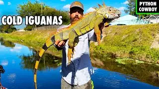 The Truth About Cold Iguanas In Florida
