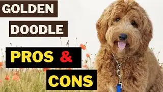 GoldenDoodle - 12 Pros and Cons of Golden Retriever and a Poodle Mix