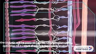 PRINCIPLE OF NEUROBIOLOGY VISION, PIGMENT AND DEFICIT IN VISUAL SYSTEM