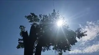 Large Ash Tree Removal