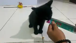 Why This Kitten Is So Happy Eating Tuna