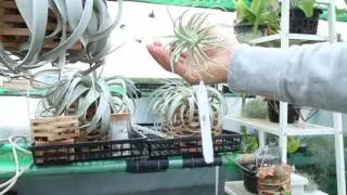 Tillandsia Air Plants 틸란시아 팔레아세아텍토름 paleacea x tectorum