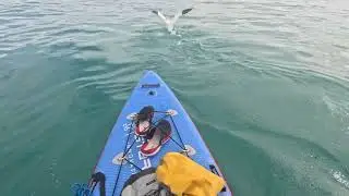 Precioso Alcatraz en mar abierto &iexcl; 