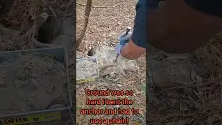 Setting a foot trap in the hard dry dirt of Alabama hoping to #catch a #coyote #fox or #bobcat