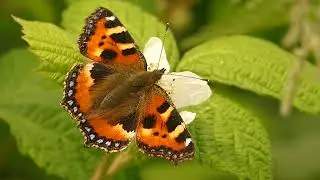 Meadow butterflies, including Small Tortoisehells, in the fallow fields of Northamptonshire