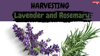 Harvesting &Grinding Lavender & Rosemary | DIY Herbal Remedies | Mama Metas Cooking & Adventures