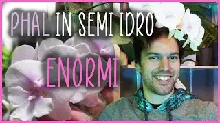 🌸ORCHIDEE: Come prosperano bene in ACQUA!💧 [Semi Idro]