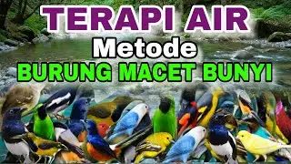 METODE TERAPI AIR ALAMI UNTUK BURUNG MACET BUNYI, TERAPI AIR UNTUK SEMUA JENIS BURUNG MACET BUNYI 