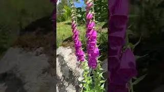 Fingerborgsblomma