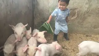 Ngurusin anaak babi ges
