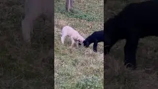 S&uuml;&szlig;e L&auml;mmer! 🐑