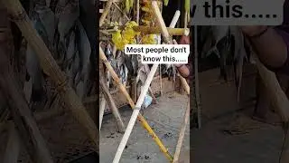 Does Anyone Know This Tradition from the Kerala&ndash;Karnataka Border ? | Ashwija&rsquo;s Recipes & Routes