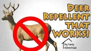 How To Make Deer Repellent THAT WORKS GREAT