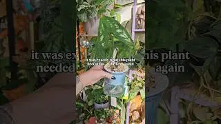 I can't believe it's the same plant!! #growingplants #plantupdate #aroidlover #plantstruggle