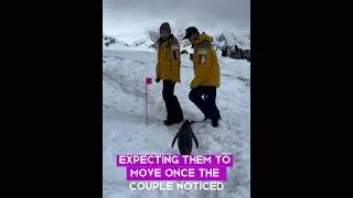 Пингвин терпеливо ждет, когда люди уйдут 🐧❄️