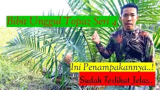 Topaz seri 4 di tanam dengan baik di rawat dengan baik akan memberikan hasil yang baik pula..