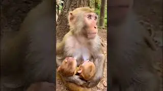 A Mother&rsquo;s Love: Monkey Nursing Her Babies!