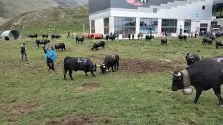 Eringer Kuh Wettk&auml;mpfe auf der belalp im Wallis