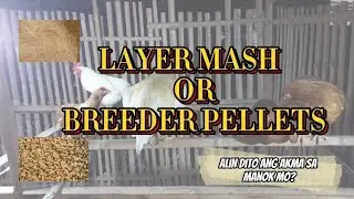 TAMANG PAGGAMIT NG LAYER MASH AT BREEDER PELLETS (INTEGRA 4000, GMP4, GALIMAX 21)