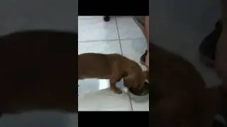 Food Aggressive Dachshund bites owner   #dachshund #foodaggression #aggressivedog