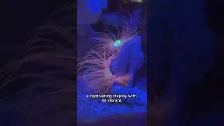 🌊 Meet the Mesmerizing Tube Anemone: A True Reef Tank Gem!