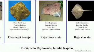 Piscis, ordo Rajiformes, familia Rajidae raja dipturus fish alba badia laevis radiata hyperborea