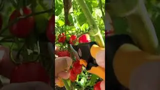 Grape Tomato Harvesting | Organic Tomato
