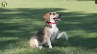 Background Music Project  Pet Adoption Commercial