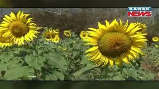 Russia-Ukraine War: Shortage Of Sunflower Oil