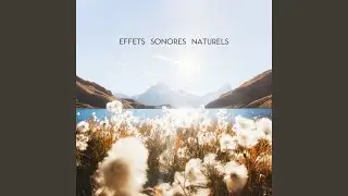 Effets sonores naturels