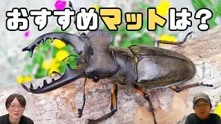 ミヤマクワガタ飼育方法！産卵用のおすすめマットは？｜【クワカブ広場】名人Shihoのクワカブ相談室！会員は無料で配信中！〈8月16号〉#カブトムシ #クワガタ #昆虫 #夏 #飼育方法