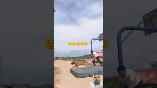 jabardast video #armymotivaton #stunt #dog #youtube #@shivapalsolution5442