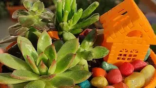 Lets talk plants care tips & fertilizer🍀/ January m garden m kya kaam kre✌#viral #trend