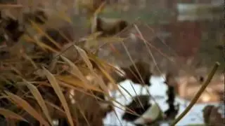 Slowdive - I Saw The Sun