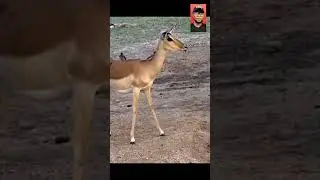 Brave Antelope Drank From Crocodile Infested River