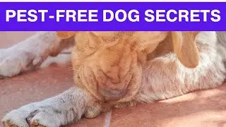Ultimate Guide: 8 Tips to Eliminate Pests on Your Dog | Pest Control for Pets