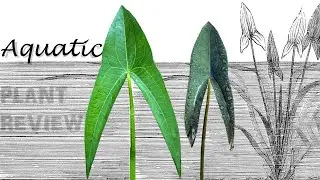 Aquatic plant guide - The Arrowhead water plant ( Home Garden water plant ) A Garden Cat // EP-30