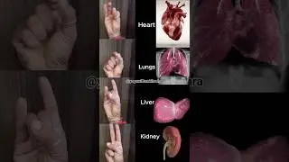 Hand Exercise | Lungs | Liver | Heart | Kidney | Improvement #yoga #trending #shorts