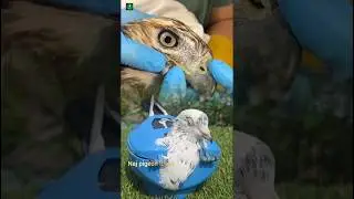 Hawk bird care #hawk #pigeon #birds #shorts