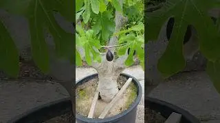 Huge container Fig Tree