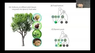 A bioenergetic framework for aboveground terrestrial food webs | Fernanda Valdovinos