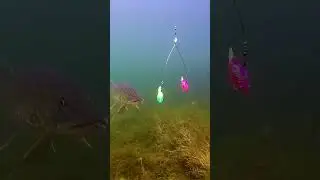 3D underwater Fishing video new | All Life Fishing #bigfish #carpfish #fish