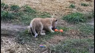 Cutest tiger family ever!