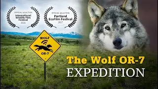 The Wolf OR-7 Expedition - Trailer