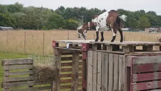 Building My Goats A New Climbing Frame!