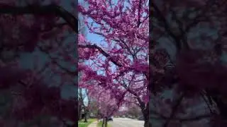 Spring Showing Off #music #spring #classicalmusic #walk #dogwalk #bloom #flowers